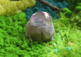 Crystal Pet Rock rose quartz